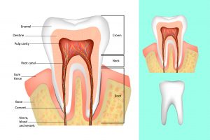 ANATOMY OF A TOOTHACHE Keith A. Hoover April A. Yanda