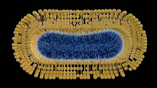 Bacteria